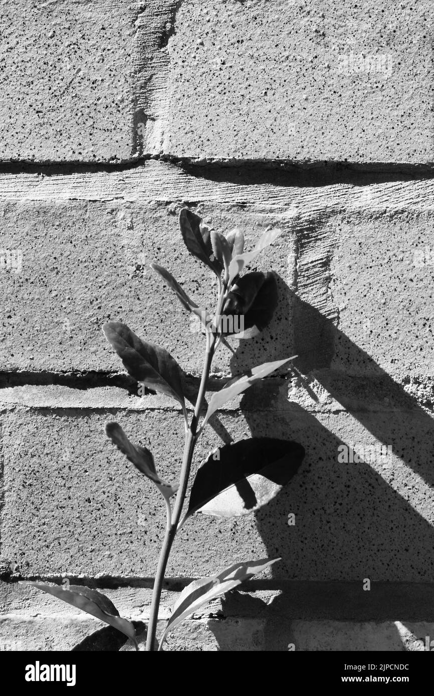 Plants growing near beautiful Black and White Stock Photos & Images - Alamy