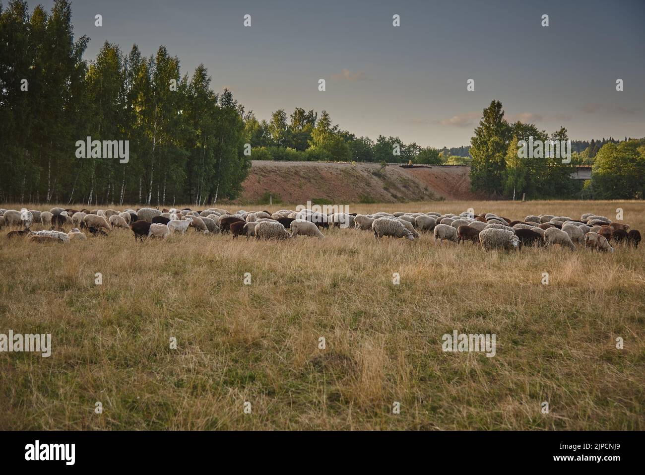 A large flock of sheep graze in a meadow on a warm summer evening Stock ...