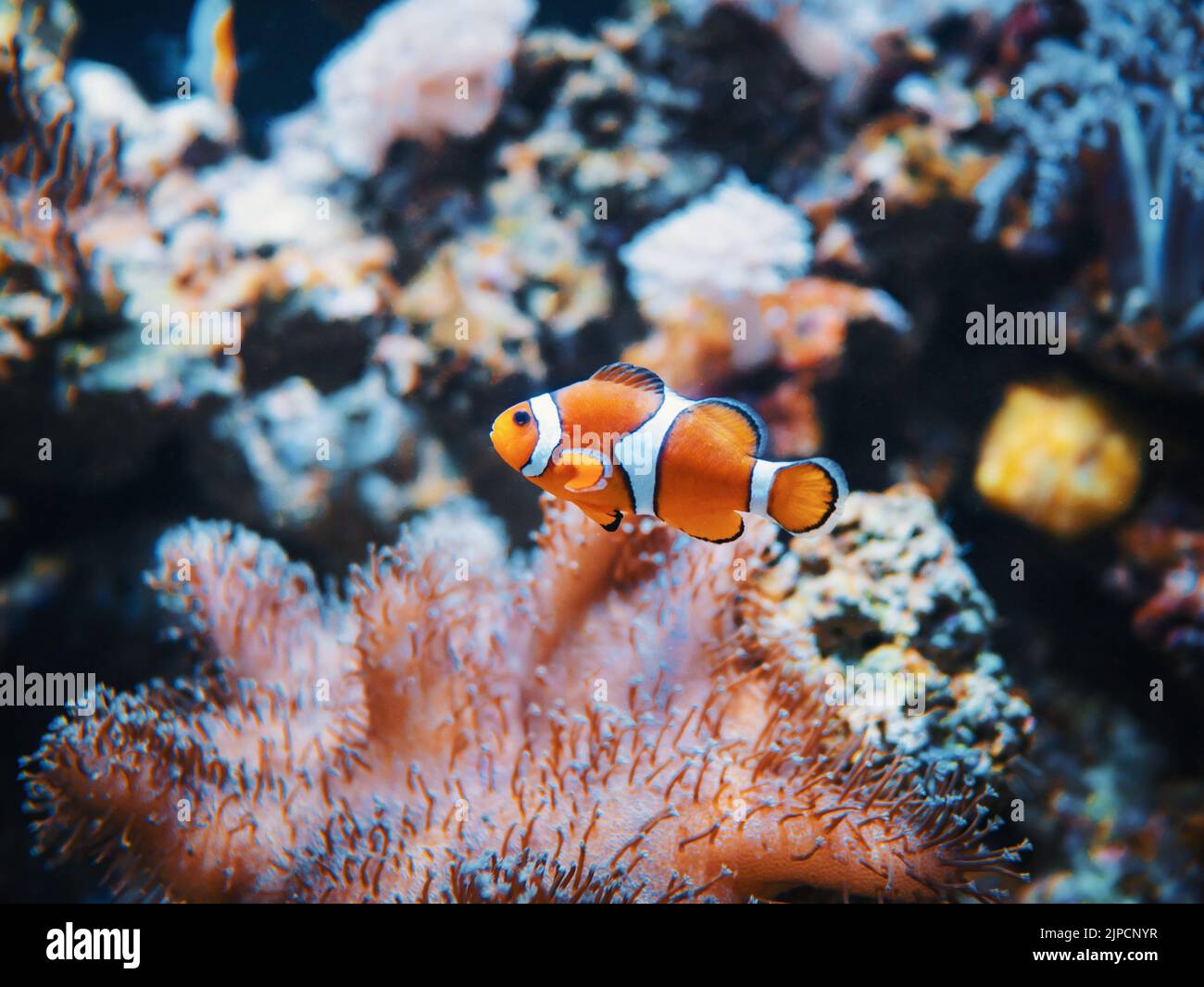 Sea anemone and clown fish in marine aquarium. On black background Stock Photo