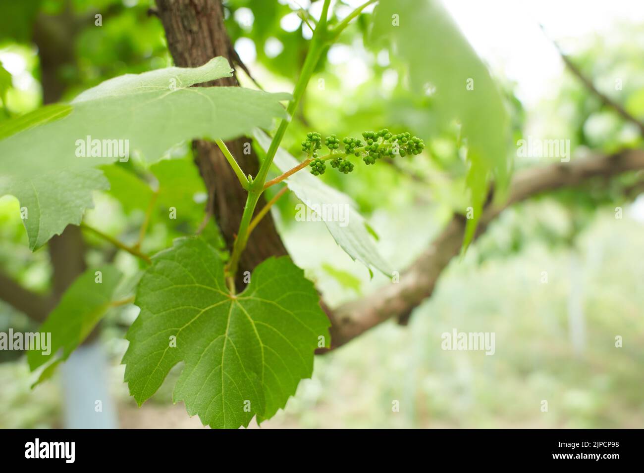 Grapevine with baby grapes and flowers - flowering of the vine with small grape berries. Young green grape branches on the vineyard in spring time. Stock Photo