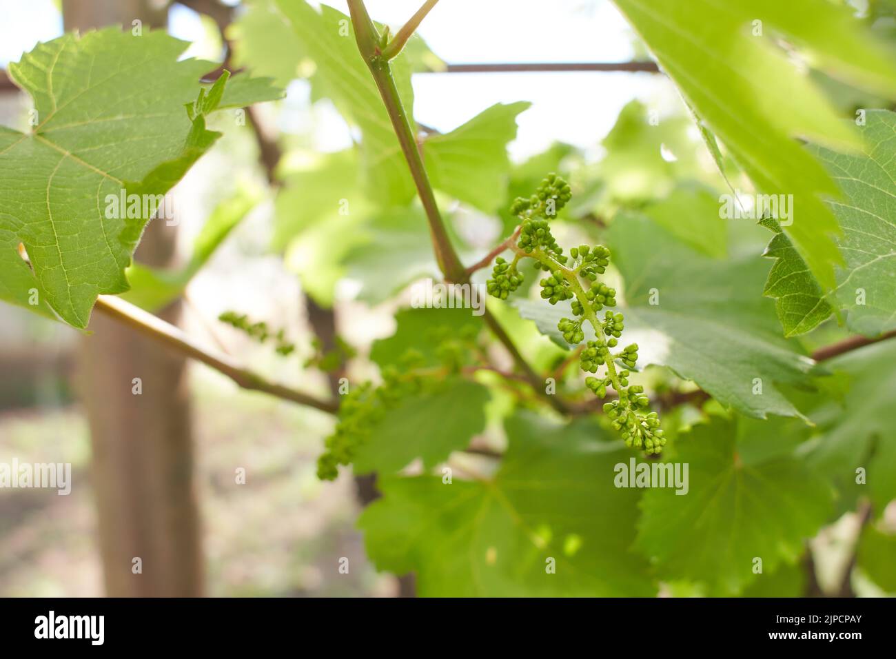 Grapevine with baby grapes and flowers - flowering of the vine with small grape berries. Young green grape branches on the vineyard in spring time. Stock Photo