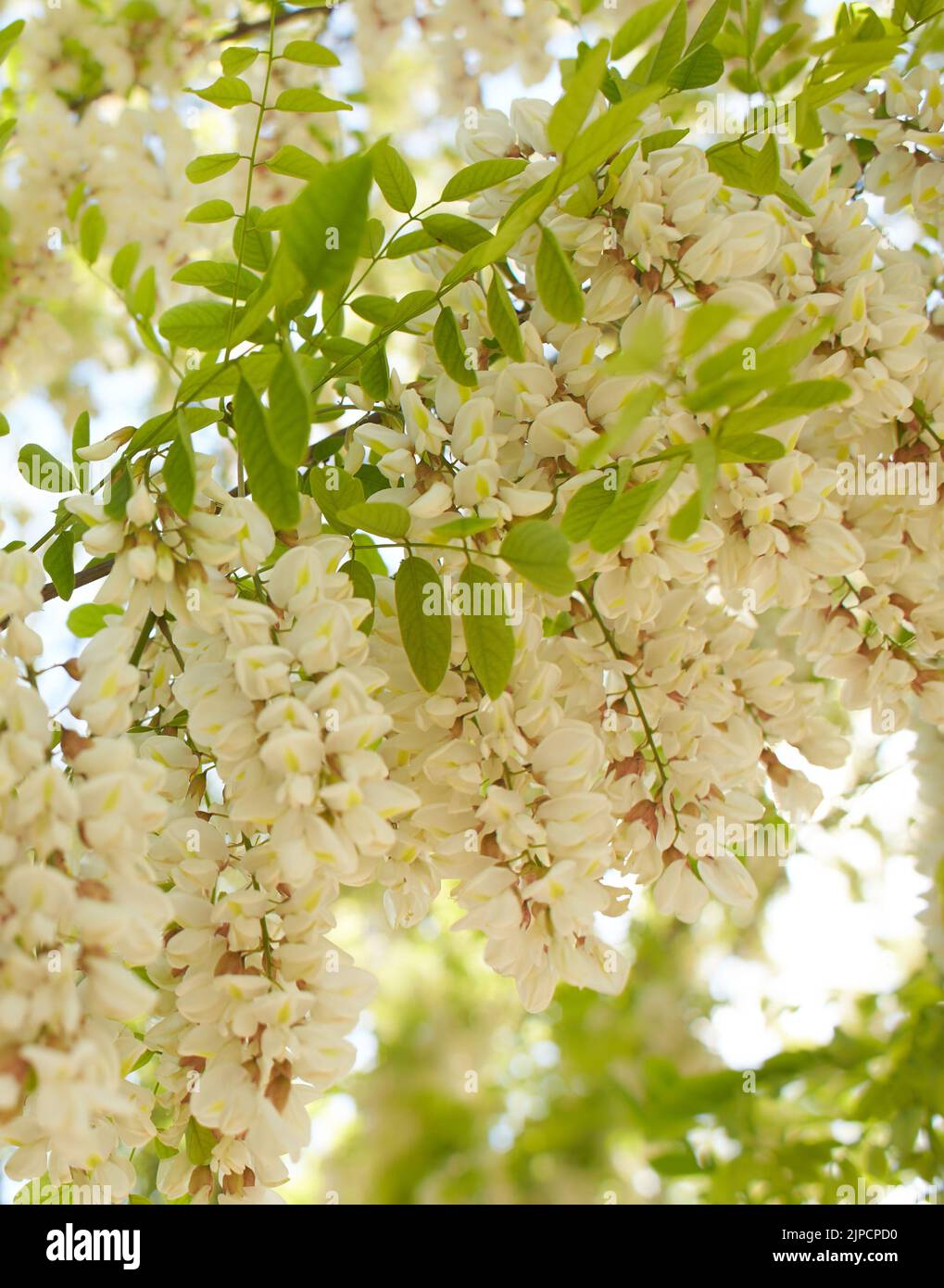 Acacia tree blooming in the spring. Flowers branch with a green ...