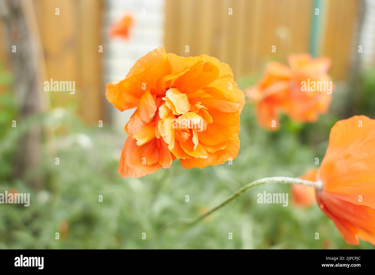 Closeup of a vibrant red Poppy flower Stock Photo