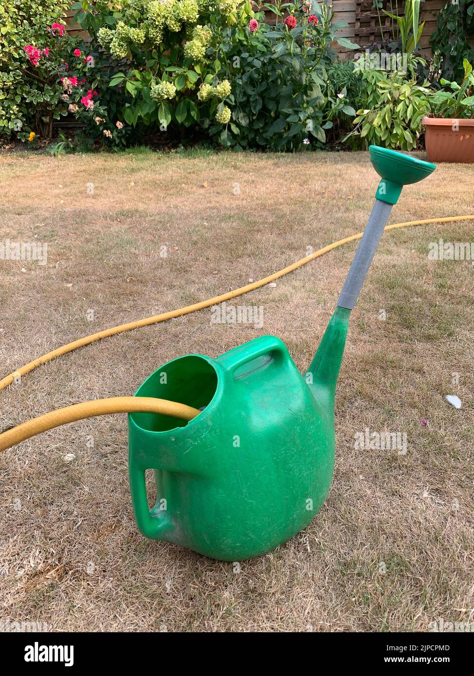 Burnham, UK. 14th August, 2022. A gardener waters his vegetables