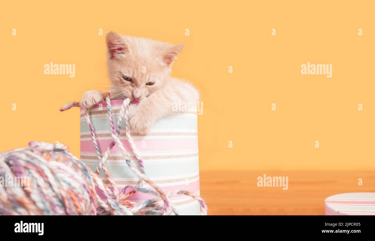 Portrait of cute baby kitten inside pink box with wool biting ball of wool on wooden table against yellow background Stock Photo