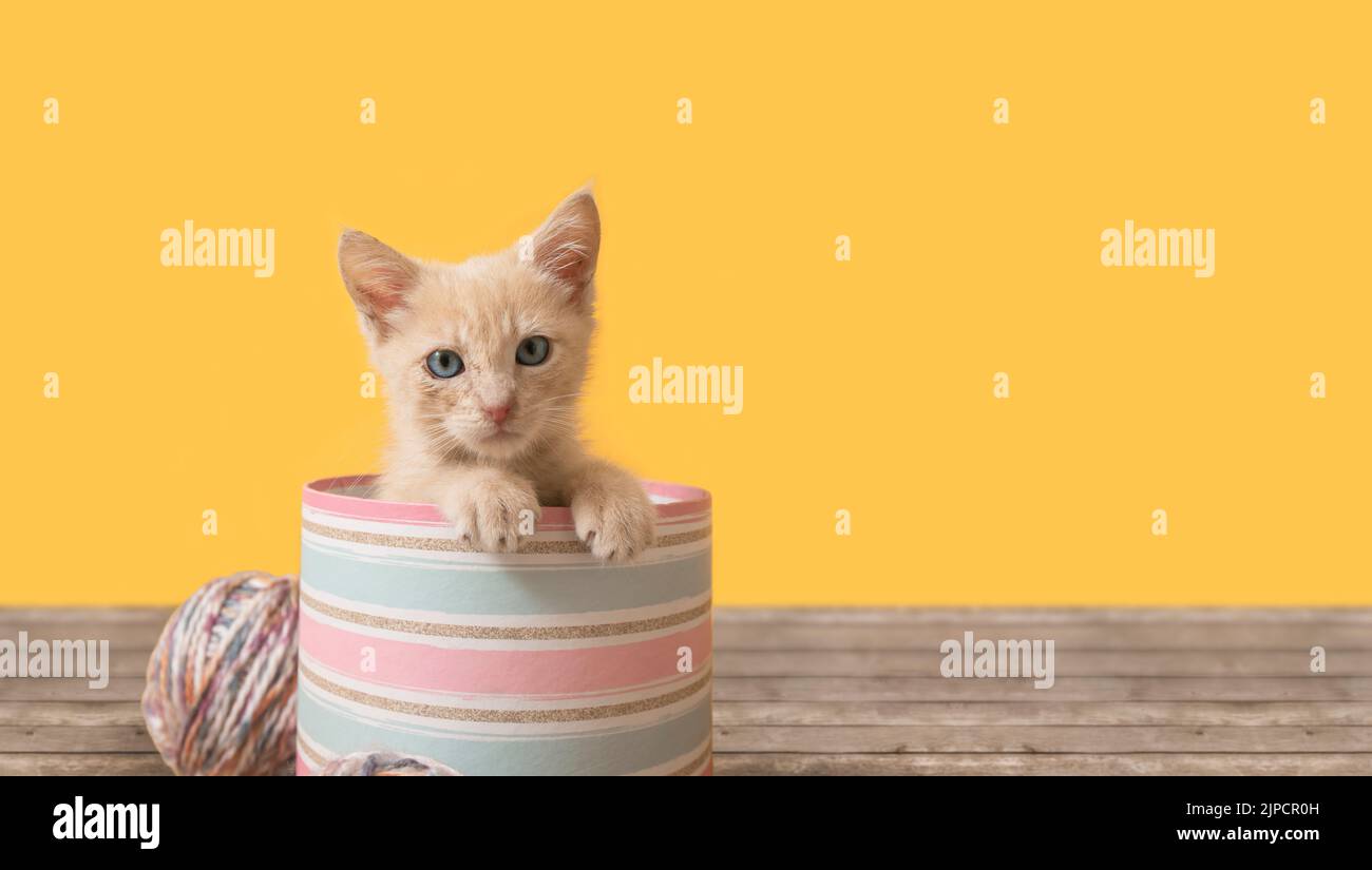 Portrait of cute baby kitten looking straight at camera inside pink box with balls of wool on wooden table against yellow background Stock Photo