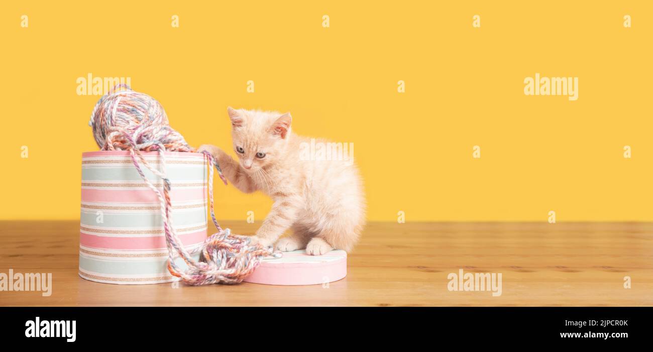 Portrait of cute baby kitten next to a pink box with balls of wool biting and messing up the wool on a wooden table against yellow background Stock Photo