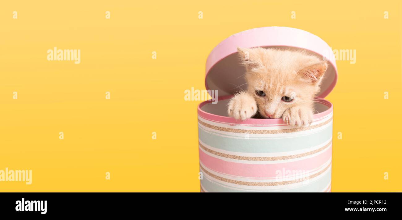 Portrait of cute baby kitten hiding inside pink round box sticking head and front paws out on wooden table against yellow background Stock Photo