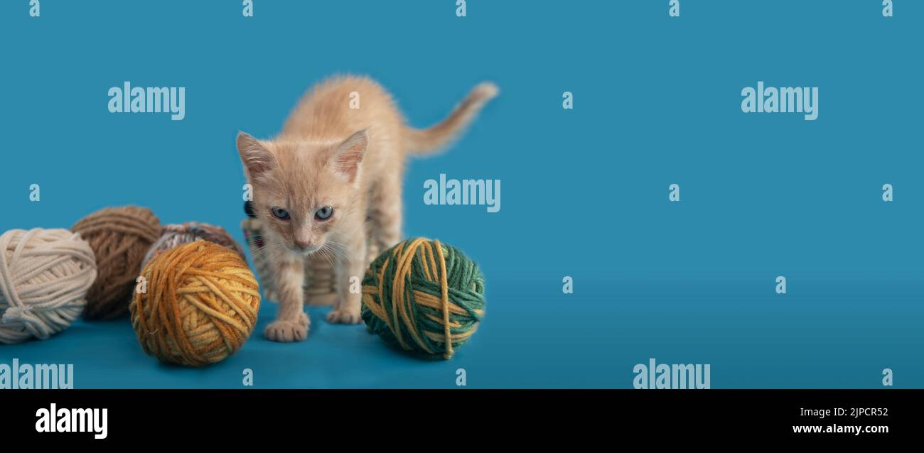 Portrait of cute baby kitten walking and playing with balls of wool of different colors on a blue color background Stock Photo
