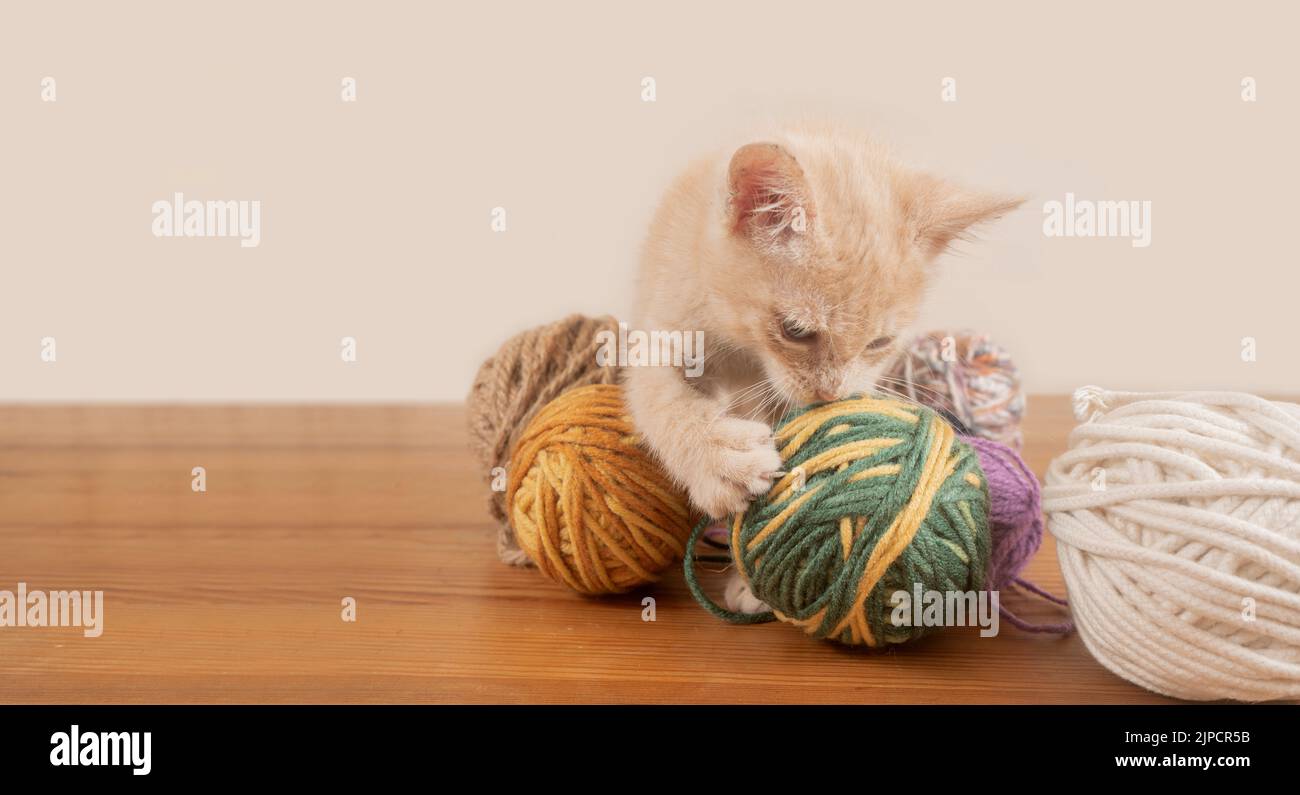 Portrait of cute baby kitten biting and playing with balls of wool of different colors on wooden table against pink background Stock Photo