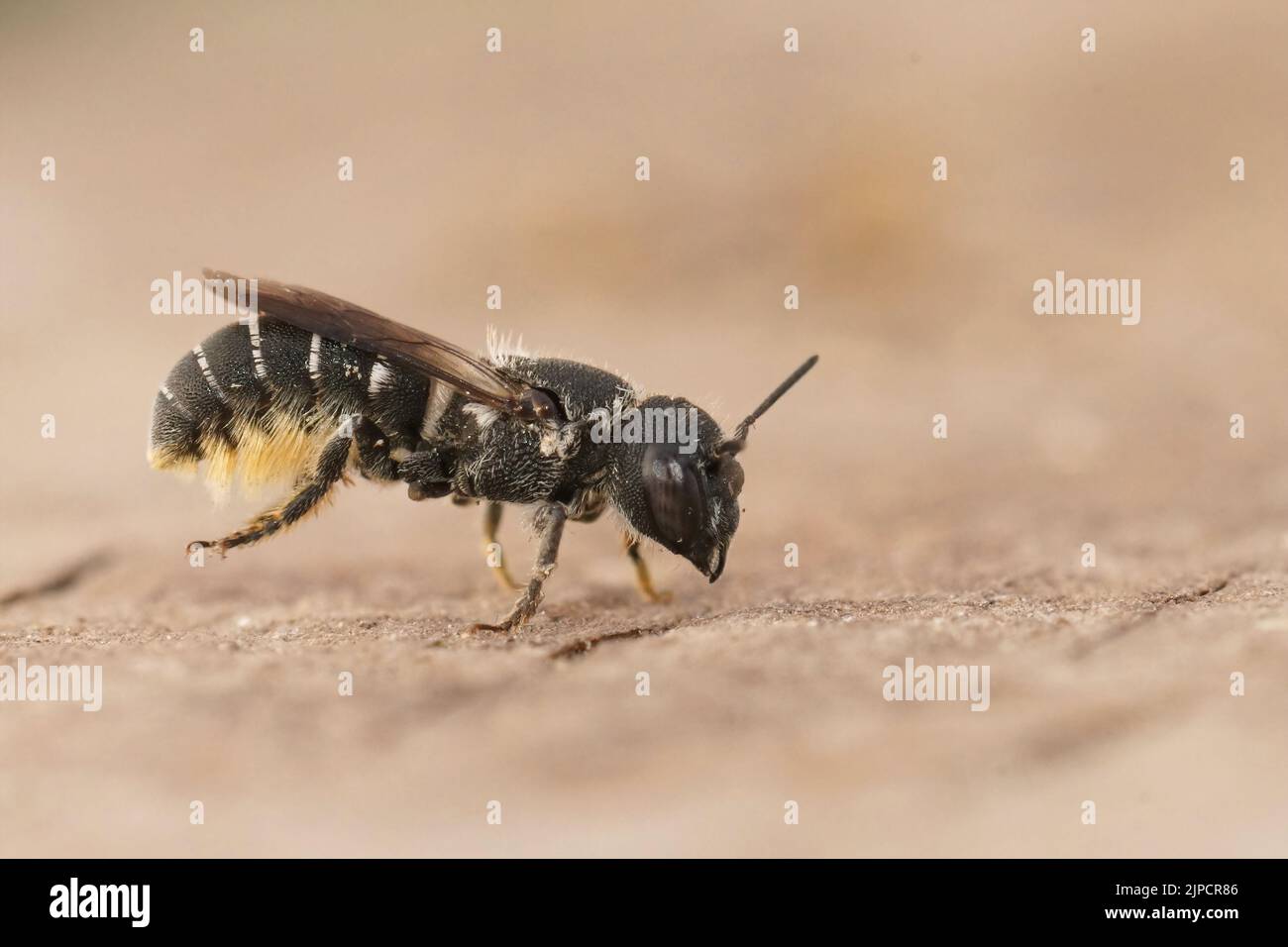 Detailed closeup on a female Crenulate Armoured-Resin Bee, Heriades crenulata sitting on wood Stock Photo