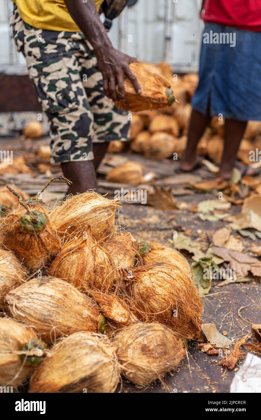 A man picks up a coconut from a pile of coconuts in the Honiara Central
