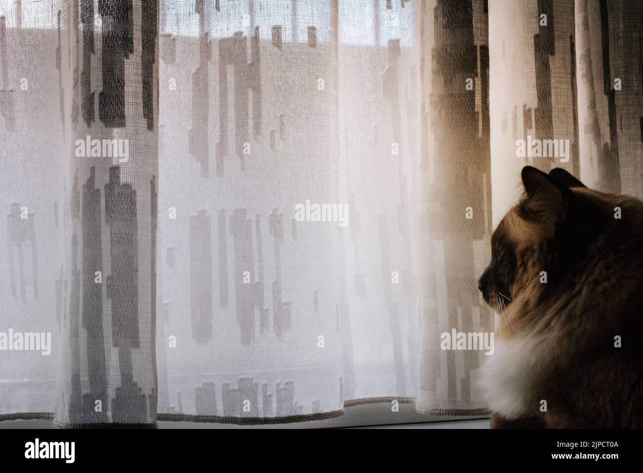 Ragdoll cat overthinking looking at the window in a cloudy day Stock ...