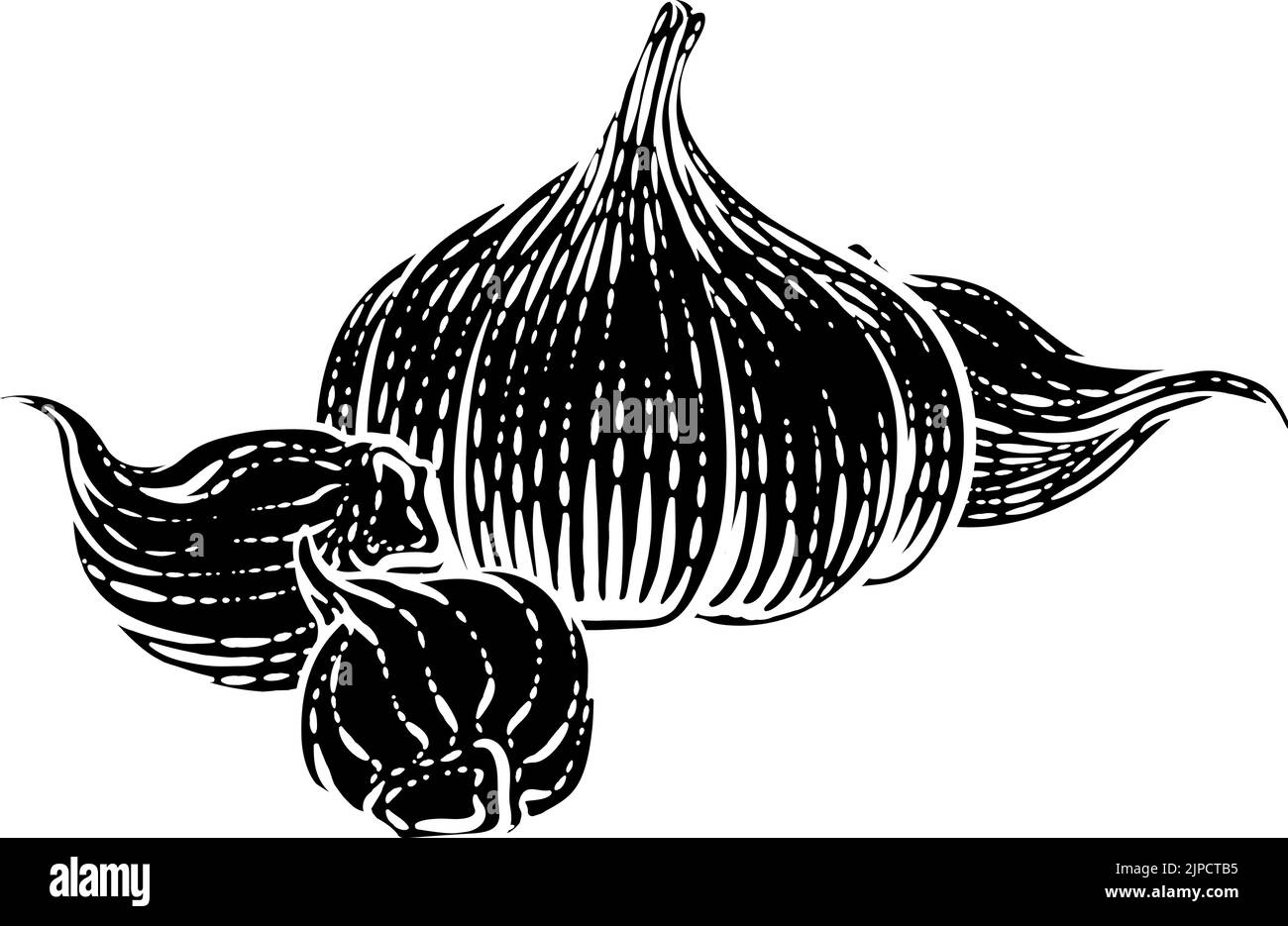 Garlic Vegetable Vintage Woodcut Illustration Stock Vector