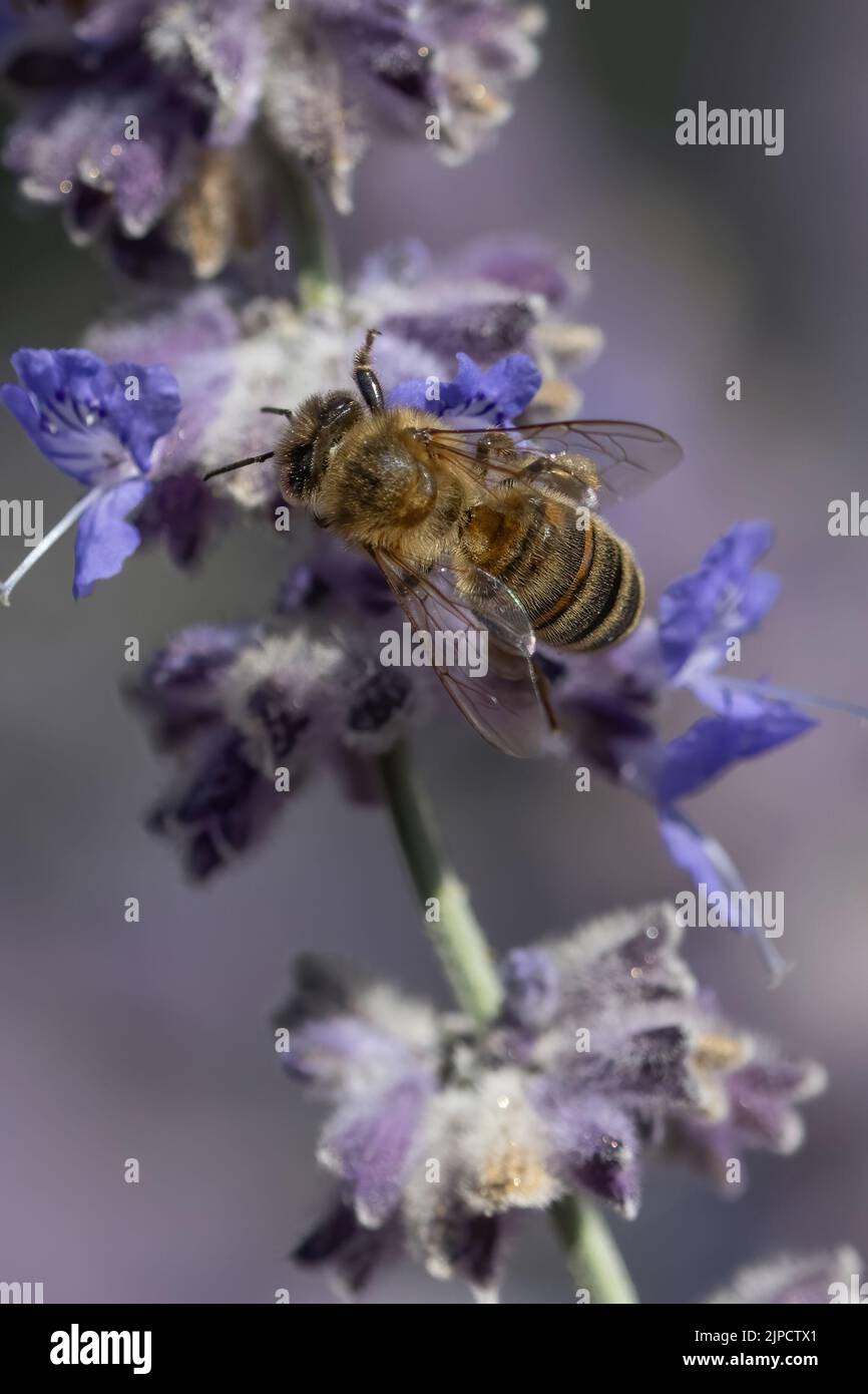 abeille butine Stock Photo