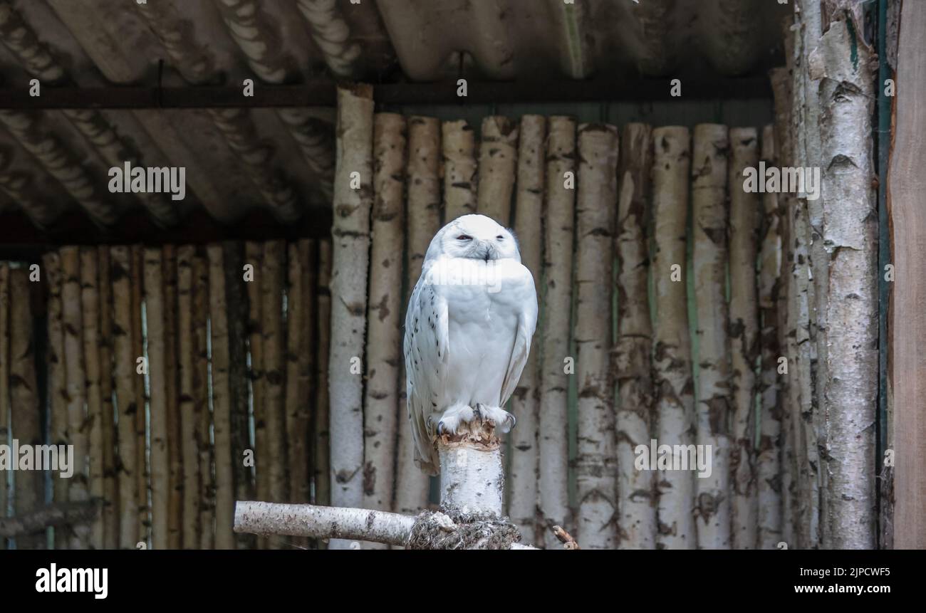 Snowy Owl (a.k.a. Polar Owl, White Owl or Arctic Owl) standing on a wooden log in a zoo Stock Photo