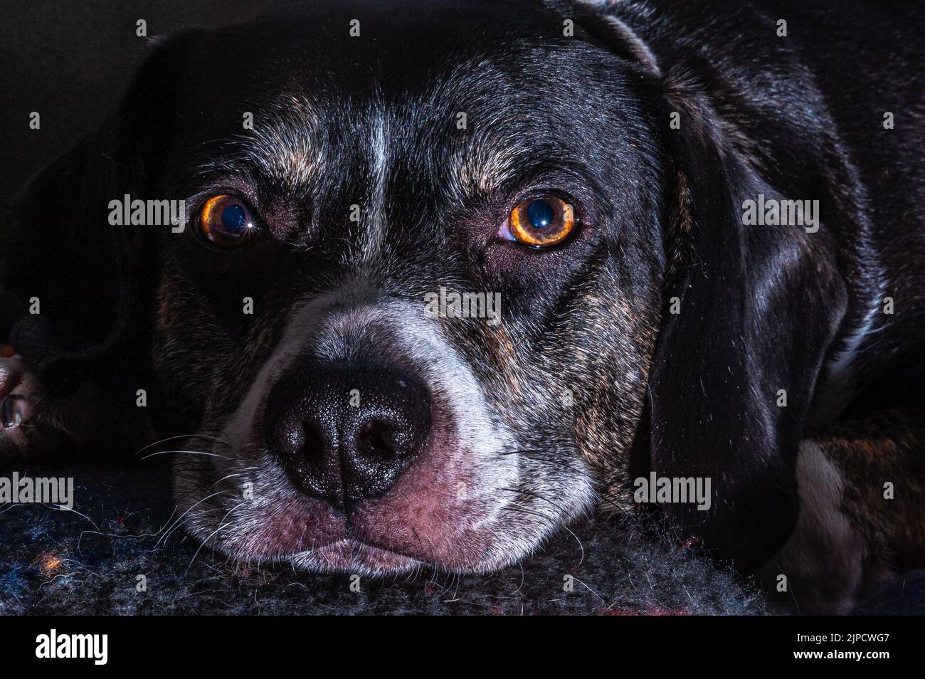A closeup portrait of a black English Pointer looking into the camera Stock Photo