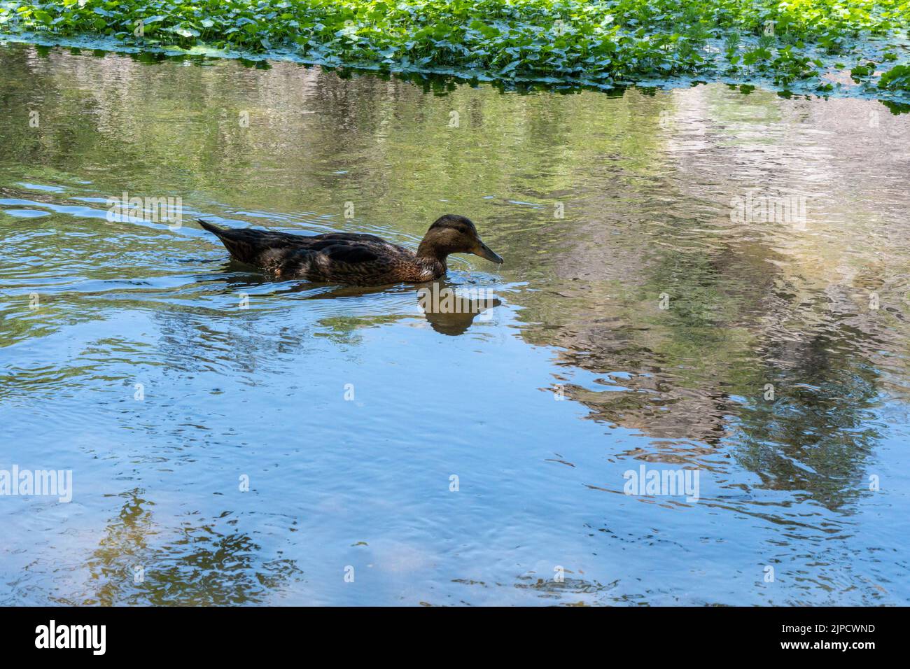 The brown mallard swimming in the water on a sunny day Stock Photo