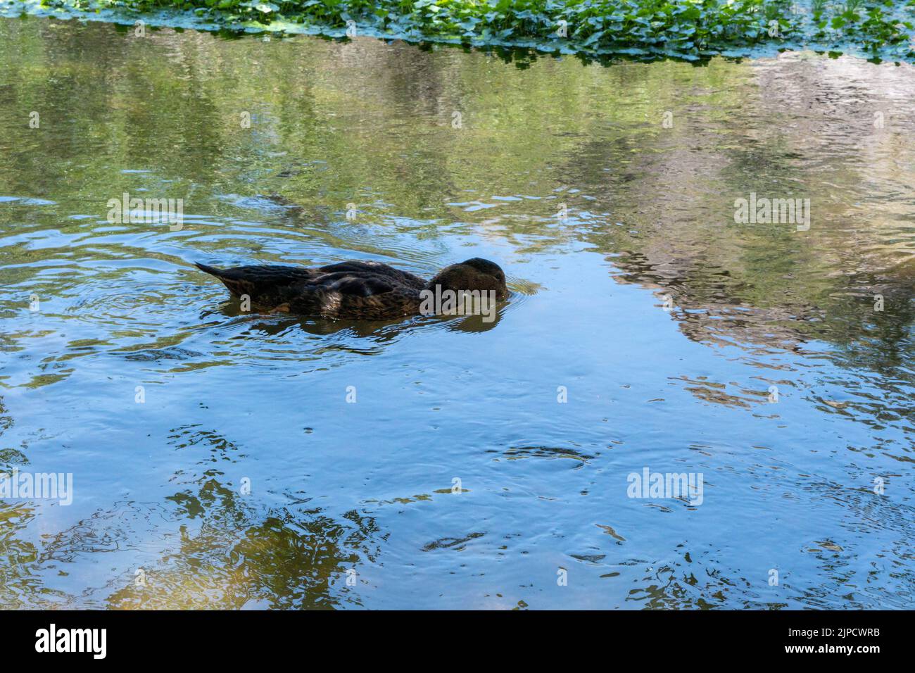 The high-angle view of a brown mallard drinking water while swimming on a sunny day Stock Photo