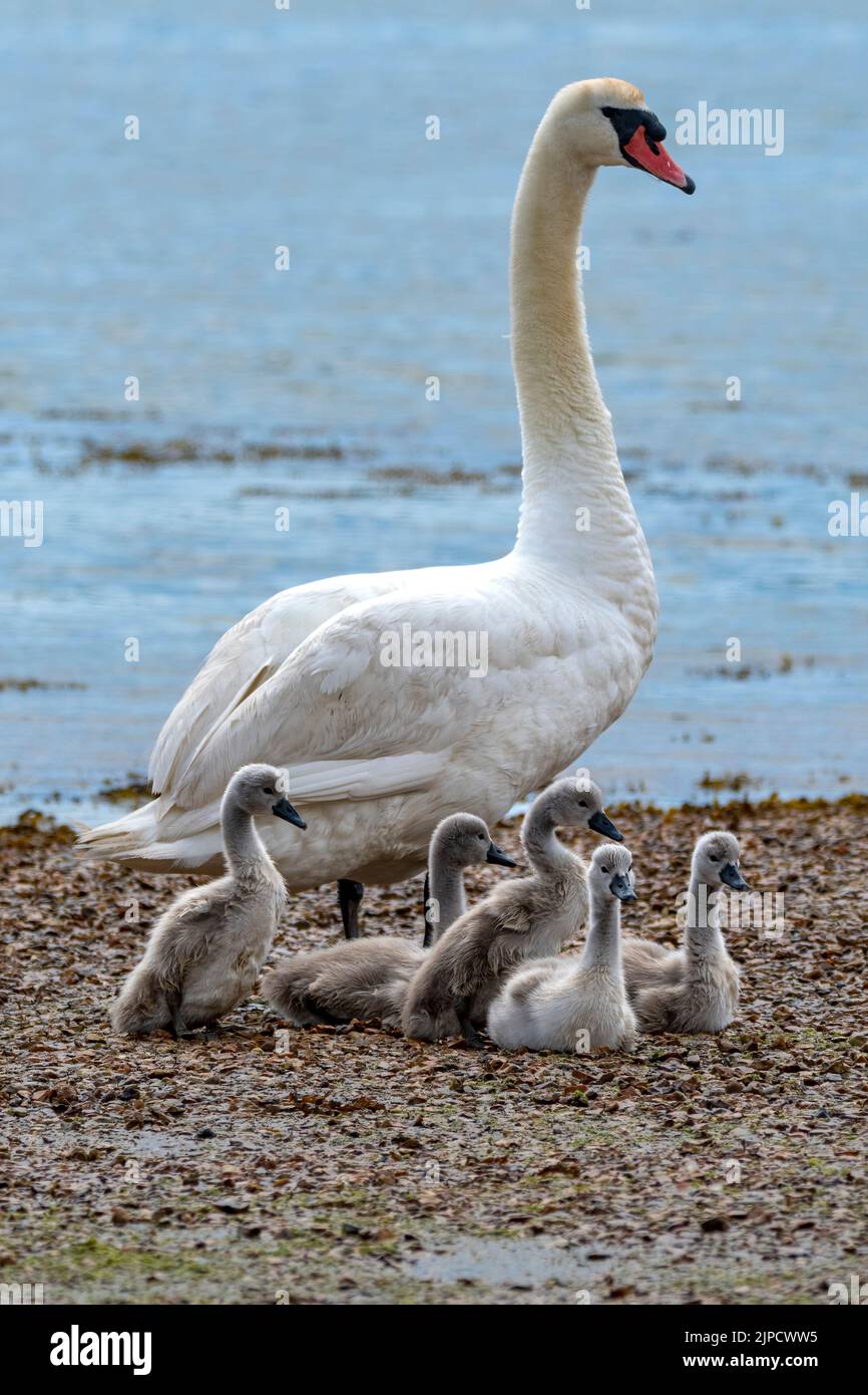 Swan with her young by edge of water Stock Photo