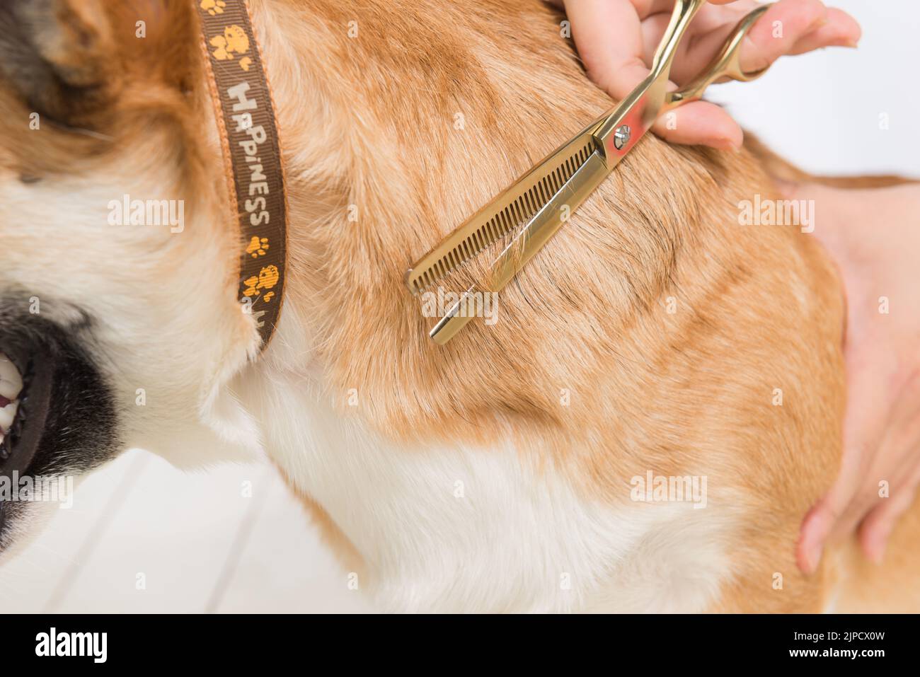 Grooming a dog purebred maltese with scissors Stock Photo Alamy