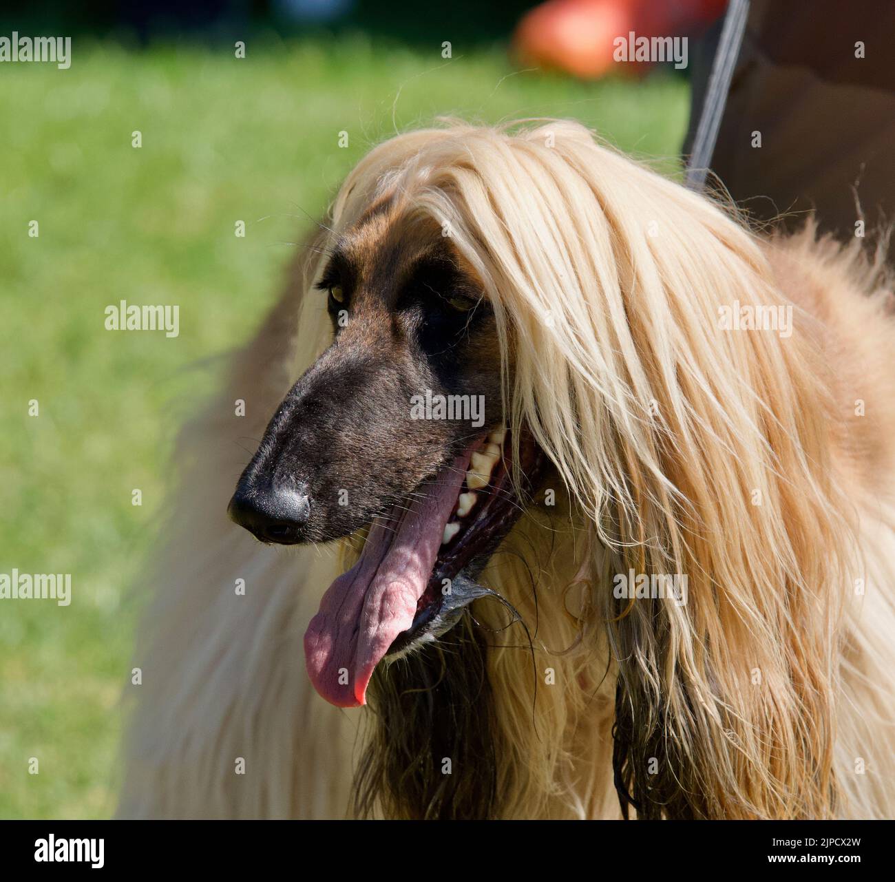 afghan hound shaved good or bad idea