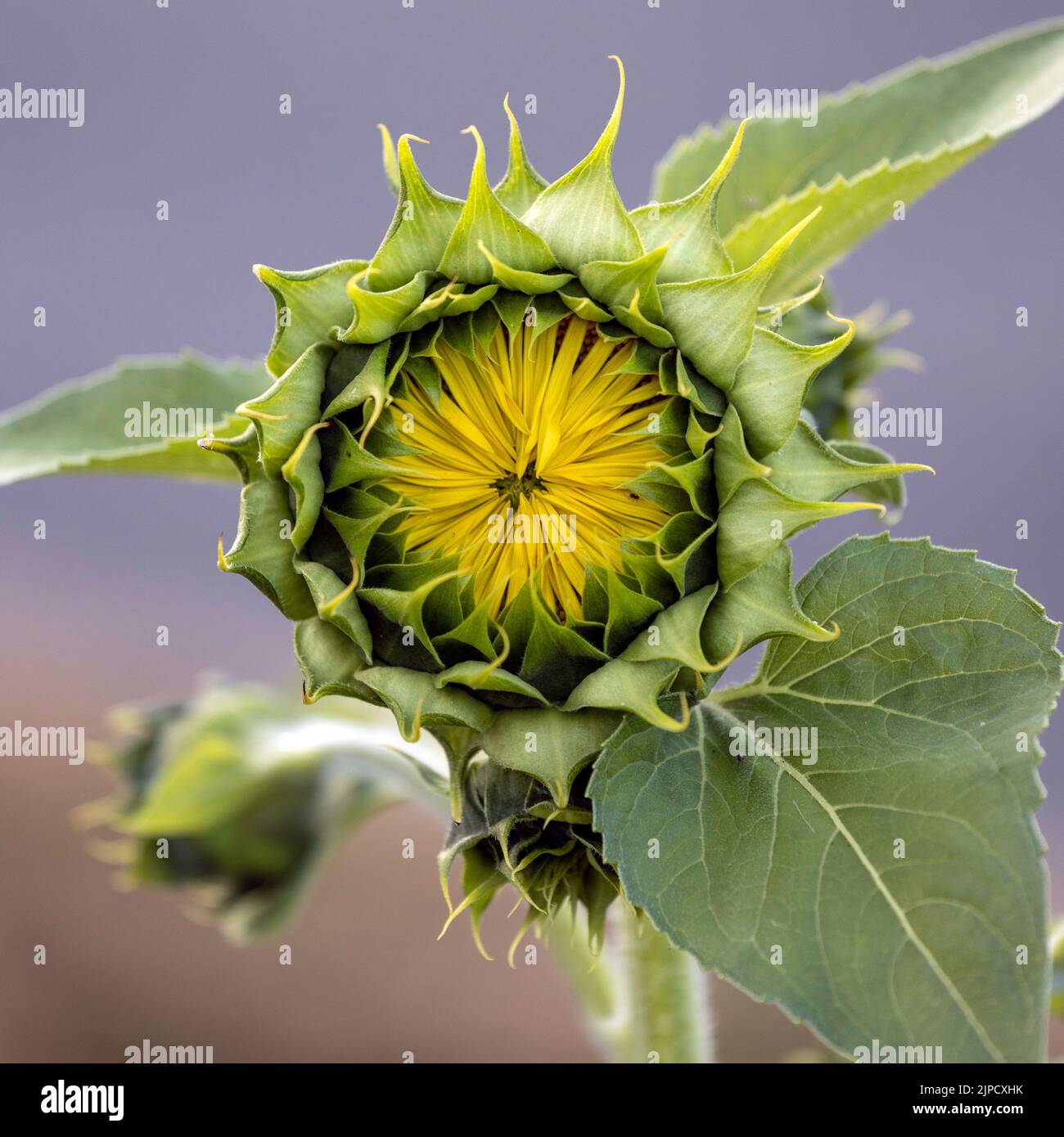 Budding sunflower about to burst open Stock Photo