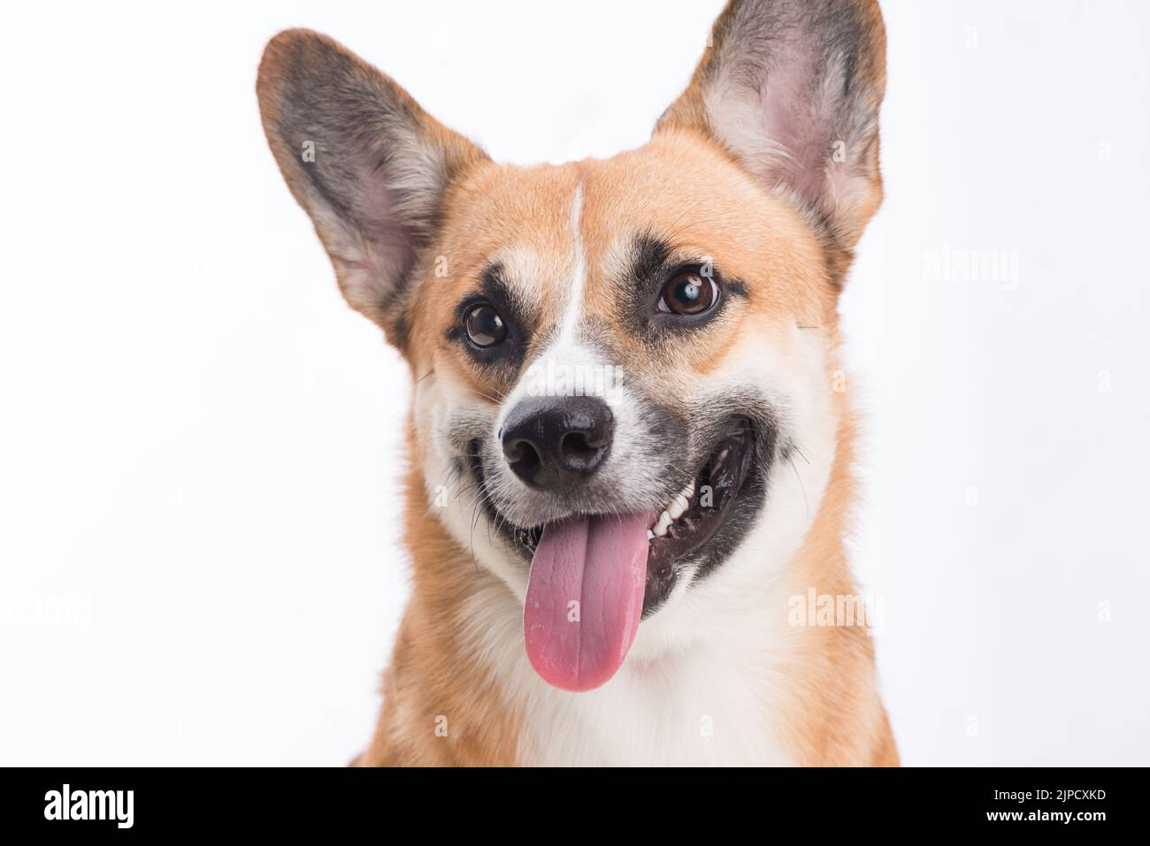 Welsh corgi pembroke portrait hi-res stock photography and images - Alamy