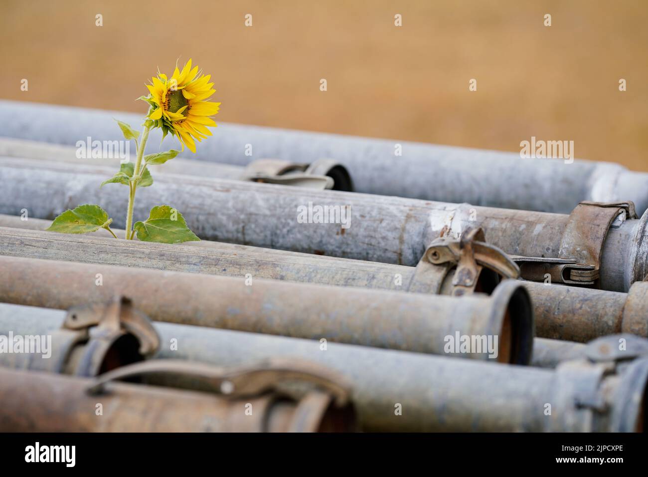 Mannheim, Germany. 17th Aug, 2022. A sunflower grows through between a row of irrigation pipes. Credit: Uwe Anspach/dpa/Alamy Live News Stock Photo