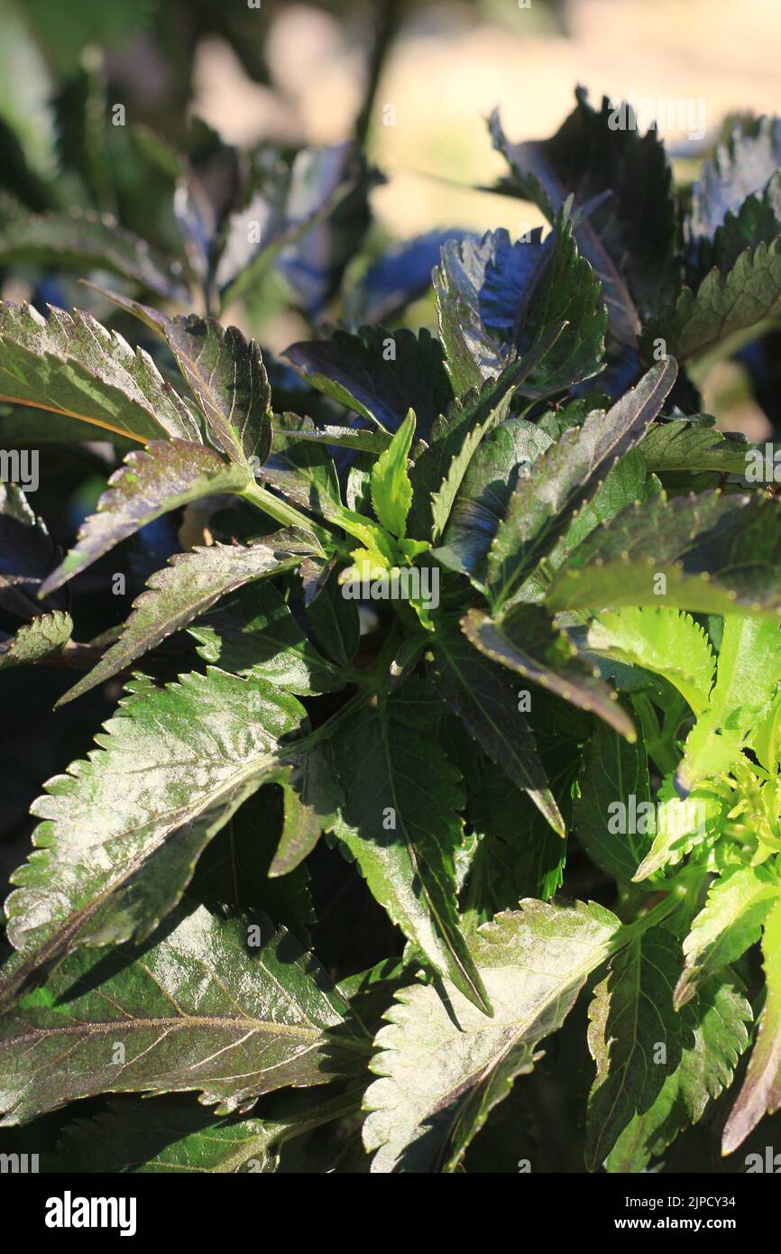 Beautiful leafy green plants growing in the summer kitchen garden Stock ...