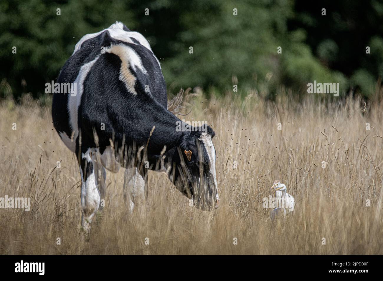 Bœufs et hérons garde bœufs dans les prairies de la baie de Somme Stock Photo