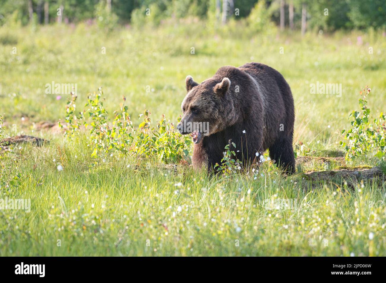 Brown bear (Ursus arctos) in a clearing in the Finnish Taiga or boreal forest Stock Photo