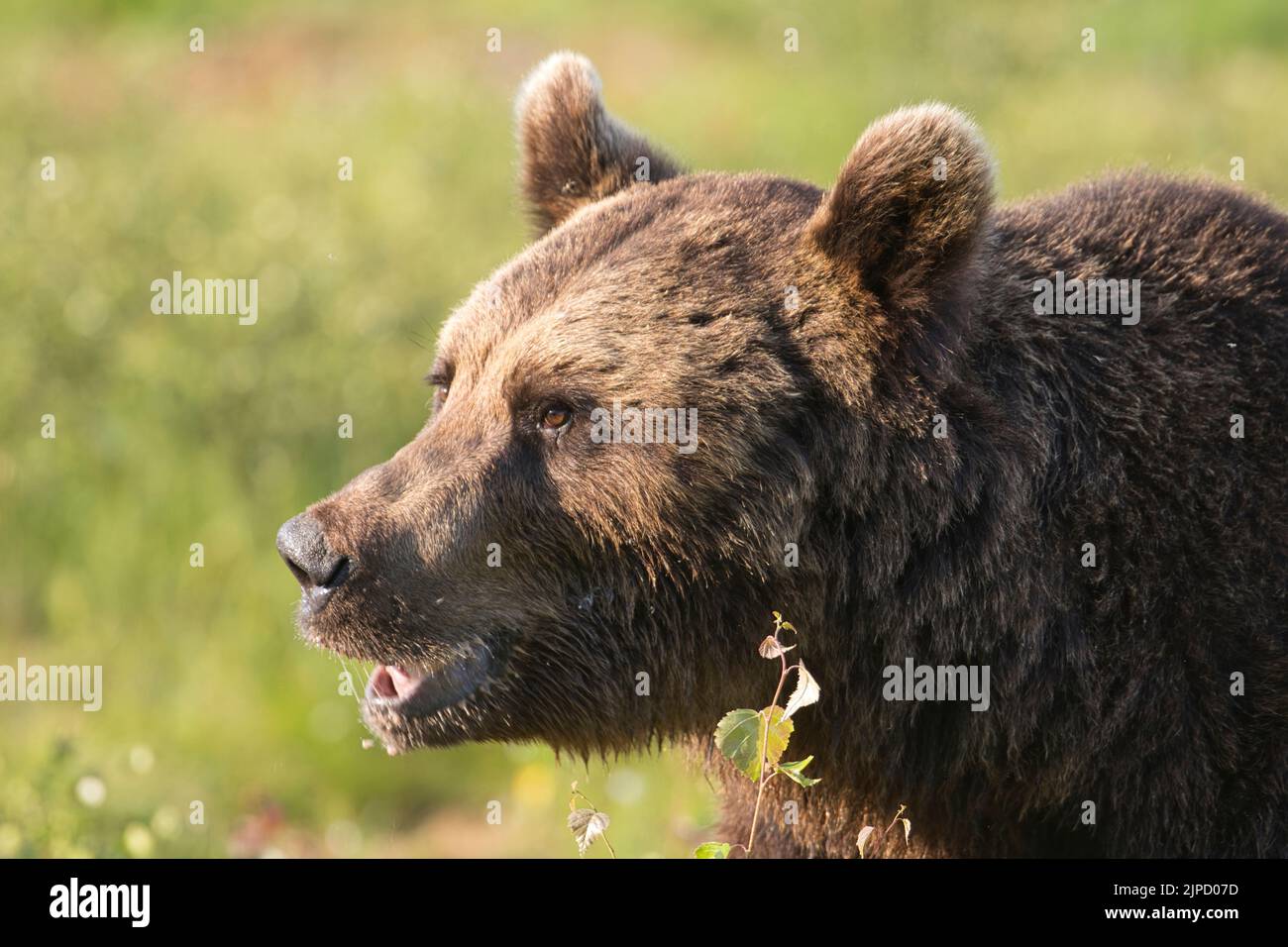 Brown bear (Ursus arctos) in a clearing in the Finnish Taiga or boreal forest Stock Photo