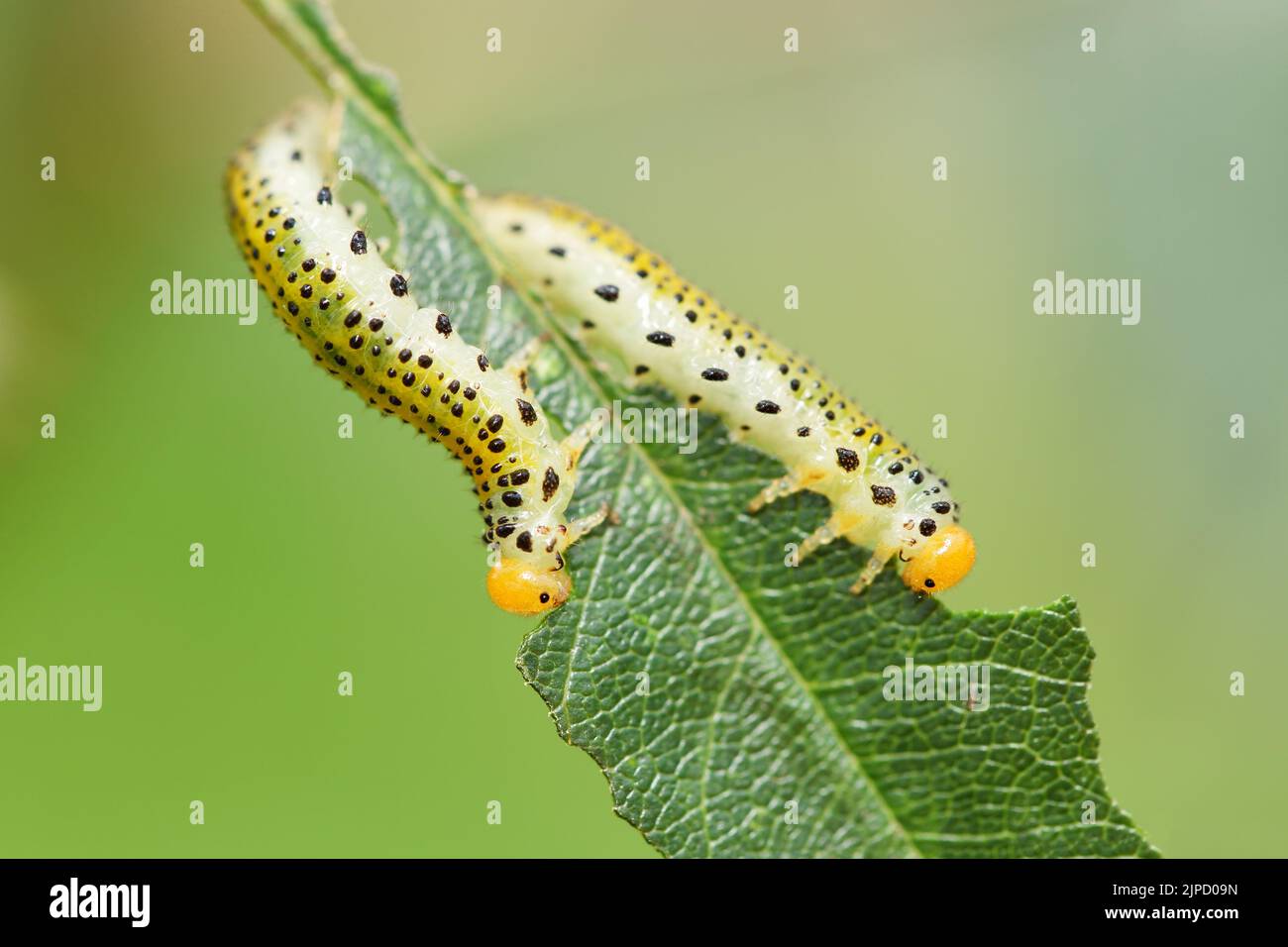 Entomology moths hi-res stock photography and images - Alamy