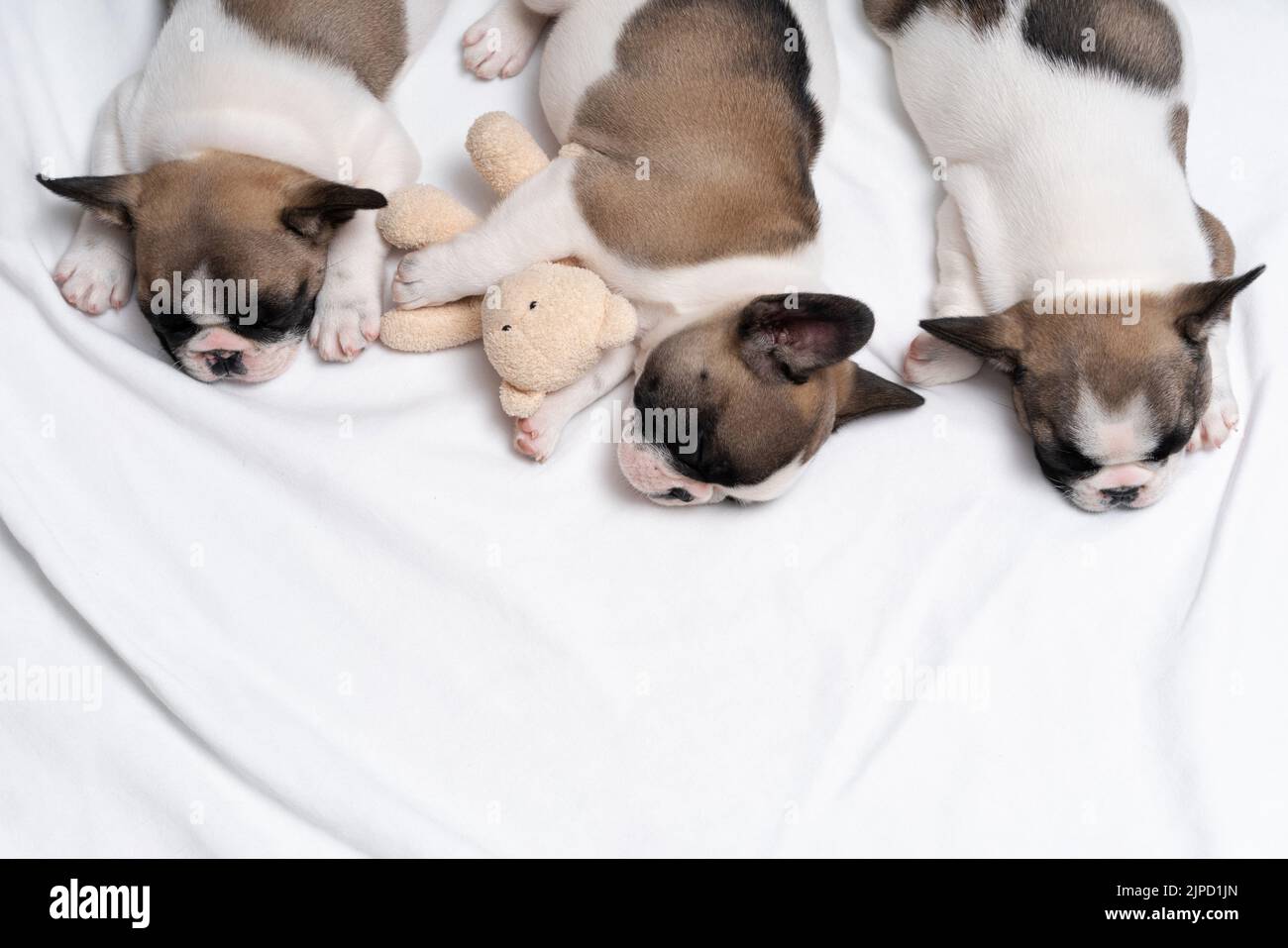 Three cute french bulldog puppies sleep on a bed on a white plaid. One
