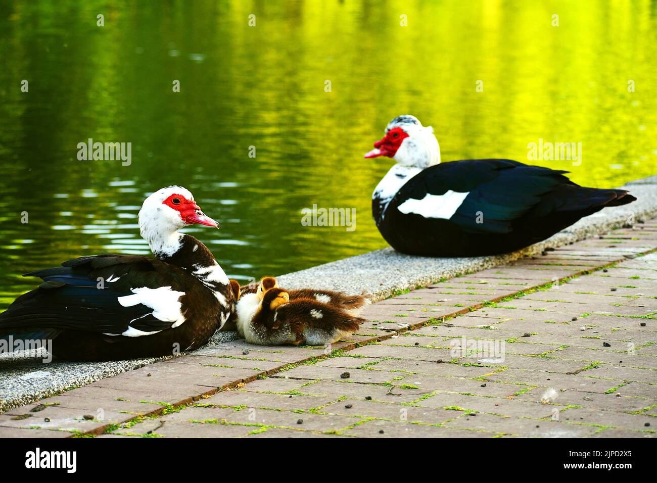 Domestic Muscovy duck family Stock Photo - Alamy