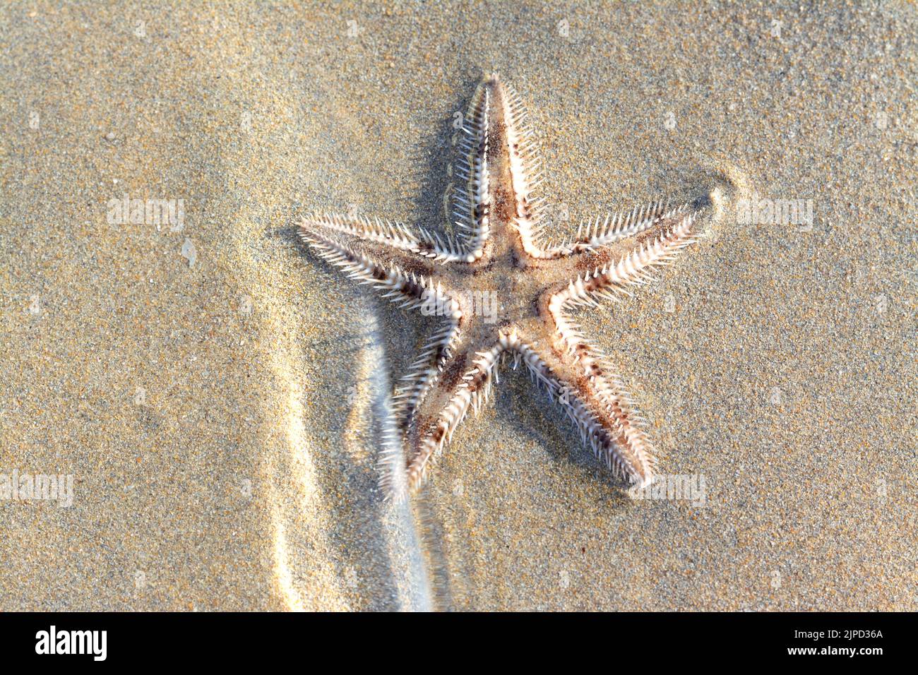 Spiny starfish (Marthasterias glacialis), starfish with a small central disc and five slender, tapering arms with spines Stock Photo