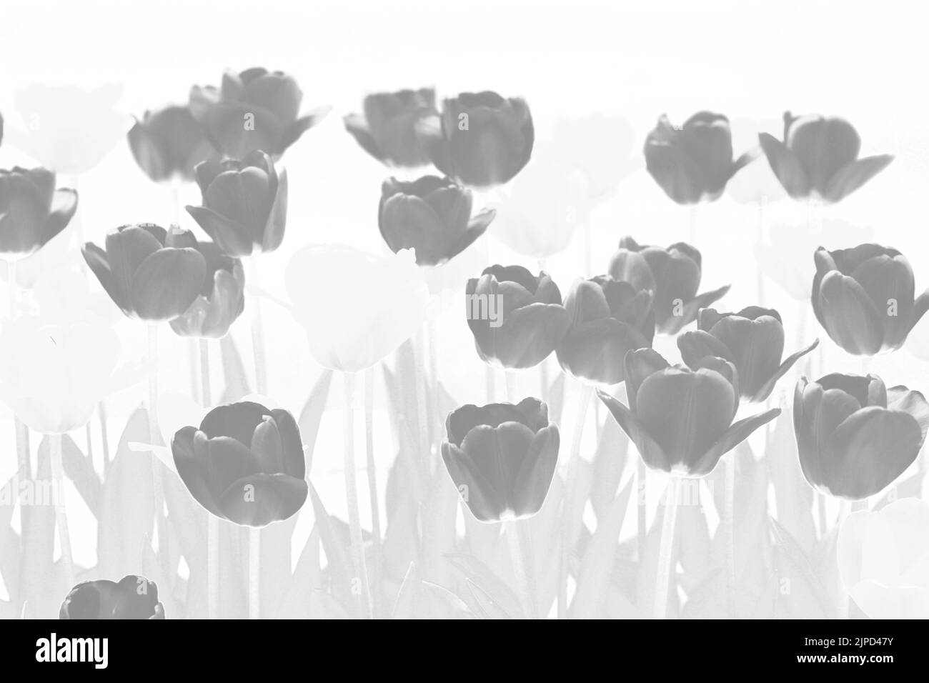 Cheerful bloom Black and White Stock Photos & Images - Alamy