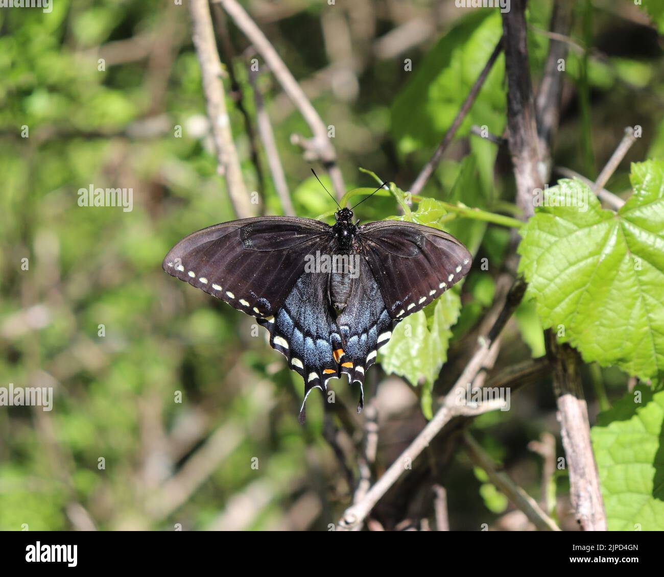 A closeup shot of a black eastern Tiger Swallowtail sitting on a tree leaf Stock Photo