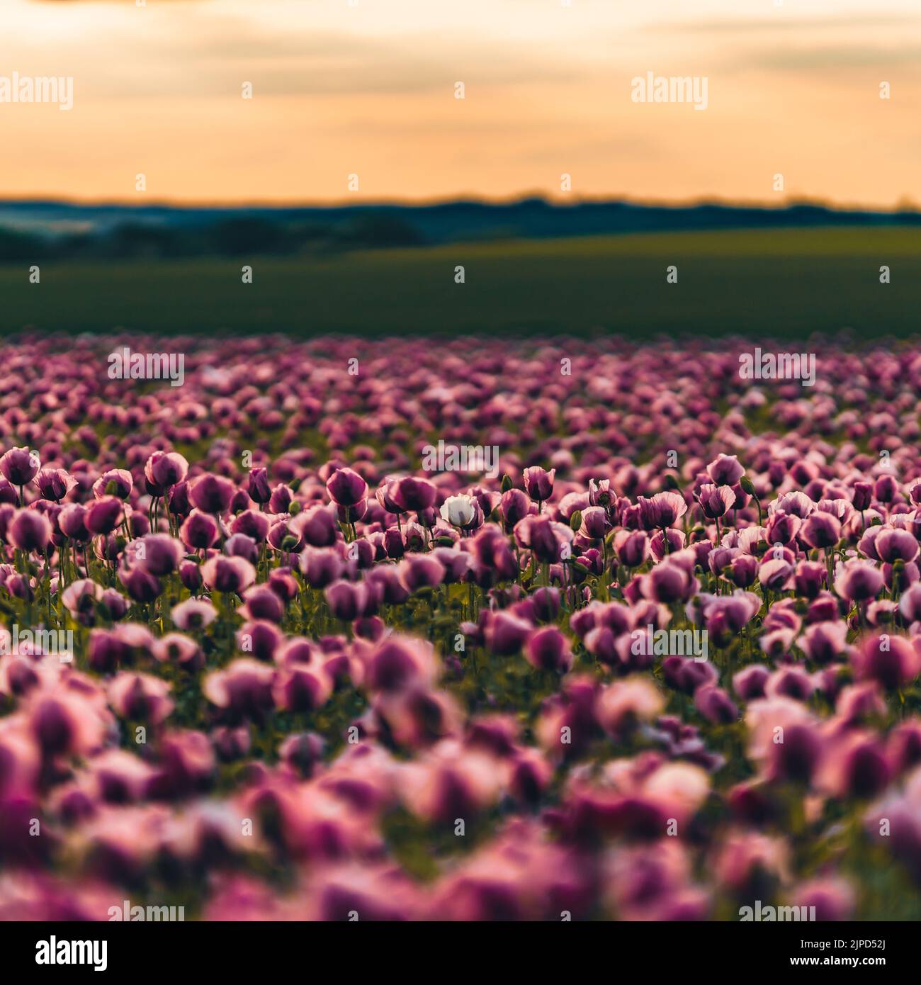 The pink and purple field of flowers, during sunset Stock Photo - Alamy