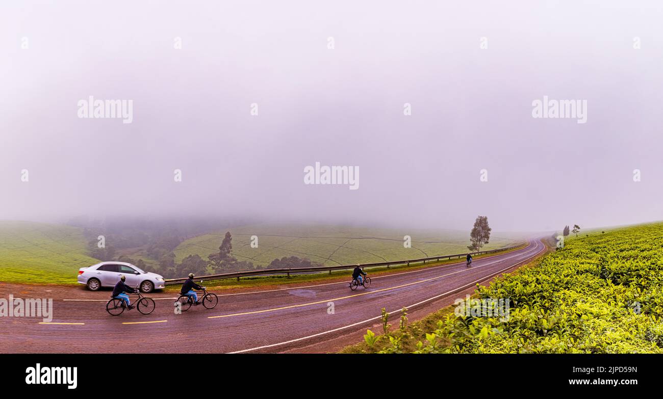 Kiambu County Tea Green Leaves Farm Farming Farmers Large scale ...