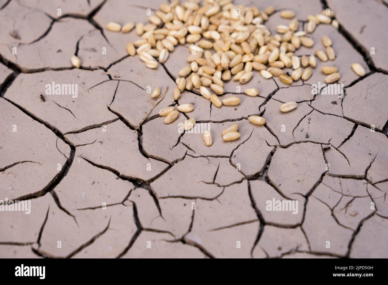 cereal grains spilled on dried soil. hunger catastrophe with global
