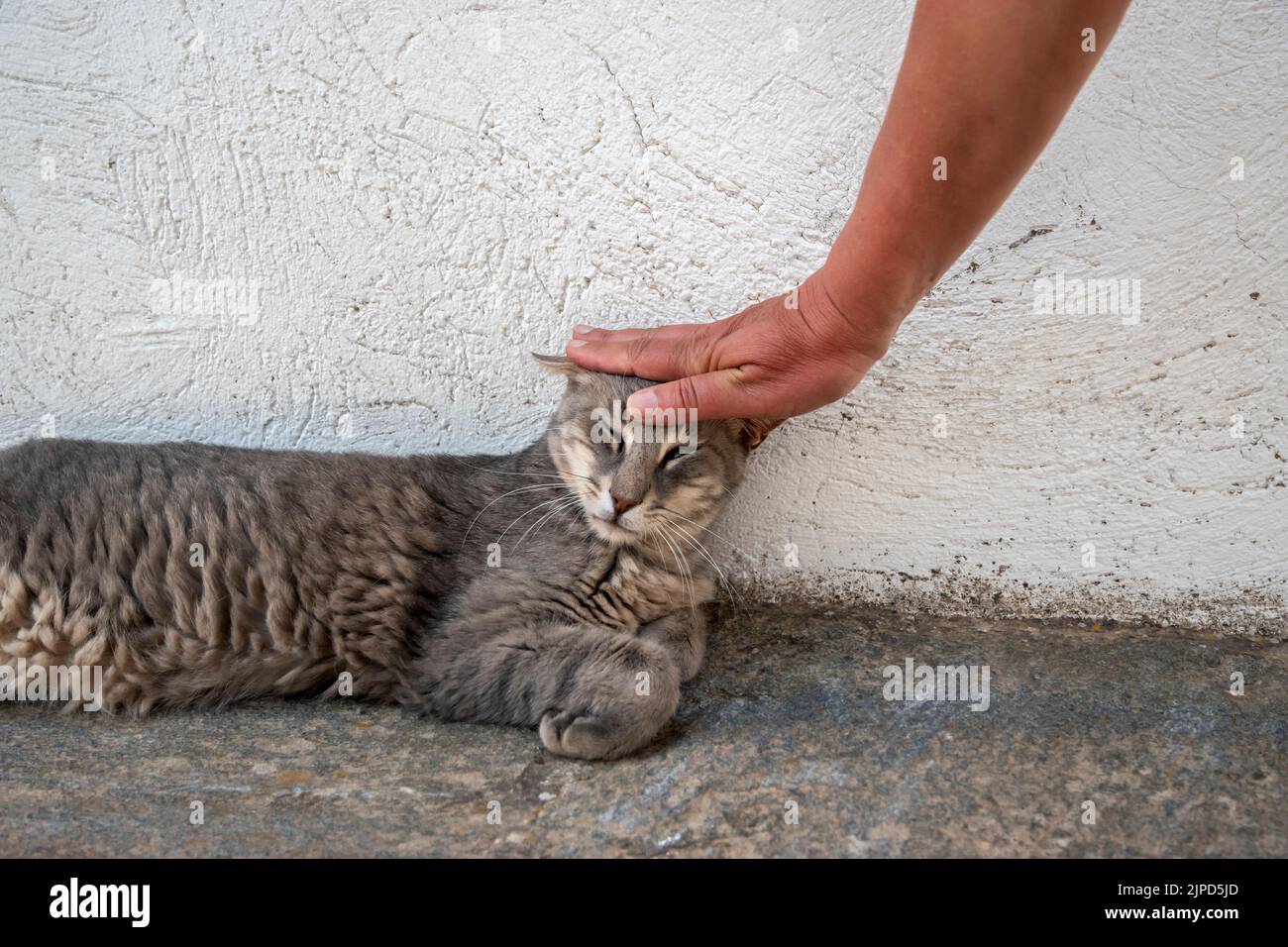 Human hand caressing cat hi-res stock photography and images - Alamy