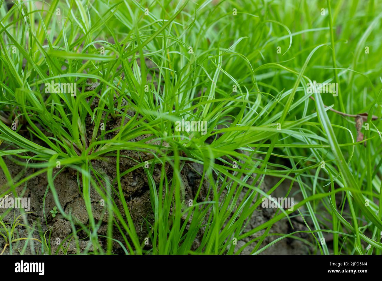 Small green grasses, Carex muskingumensis, commonly called palm sedge, is a dense, clump-forming sedge that is grown for its foliage effect. Sedge is Stock Photo