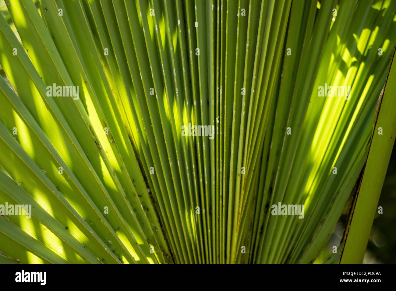 Commonly known as doub palm, palmyra palm, tala palm, toddy palm, or wine palm. Its scientific name is Borassus flabellifer. It belongs to Arecaceae f Stock Photo