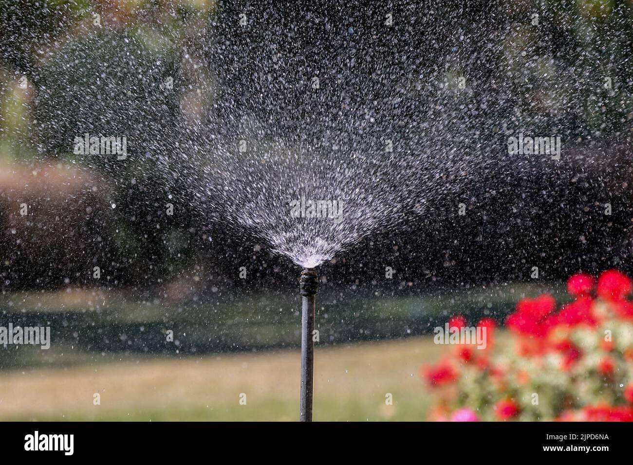 London, UK. 11th Aug, 2022. A sprinkler seen watering flowers in London.Thames Water has announced that a hosepipe and sprinkler ban will come into force from 24 August 2022 that will affect over 10 million customers across the south of England. (Credit Image: © Dinendra Haria/SOPA Images via ZUMA Press Wire) Stock Photo
