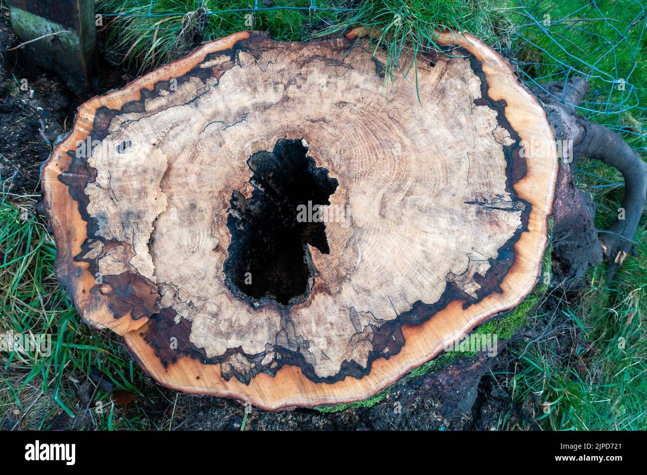 Spalting effect in a sawn tree showing zone lines in the stump, UK Stock Photo