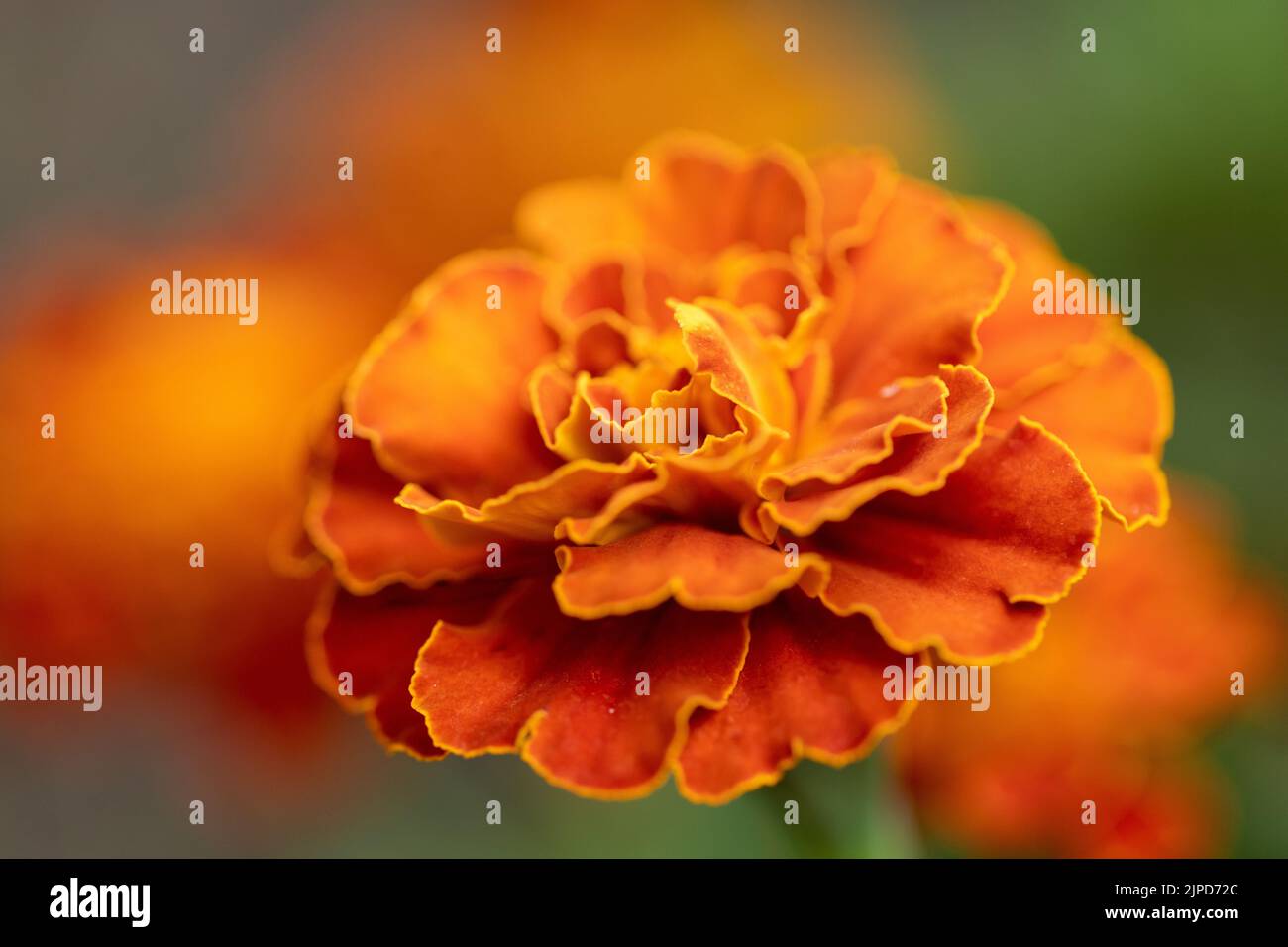 macro photo of Marigold flower (Tagetes patula L.). close up Stock Photo