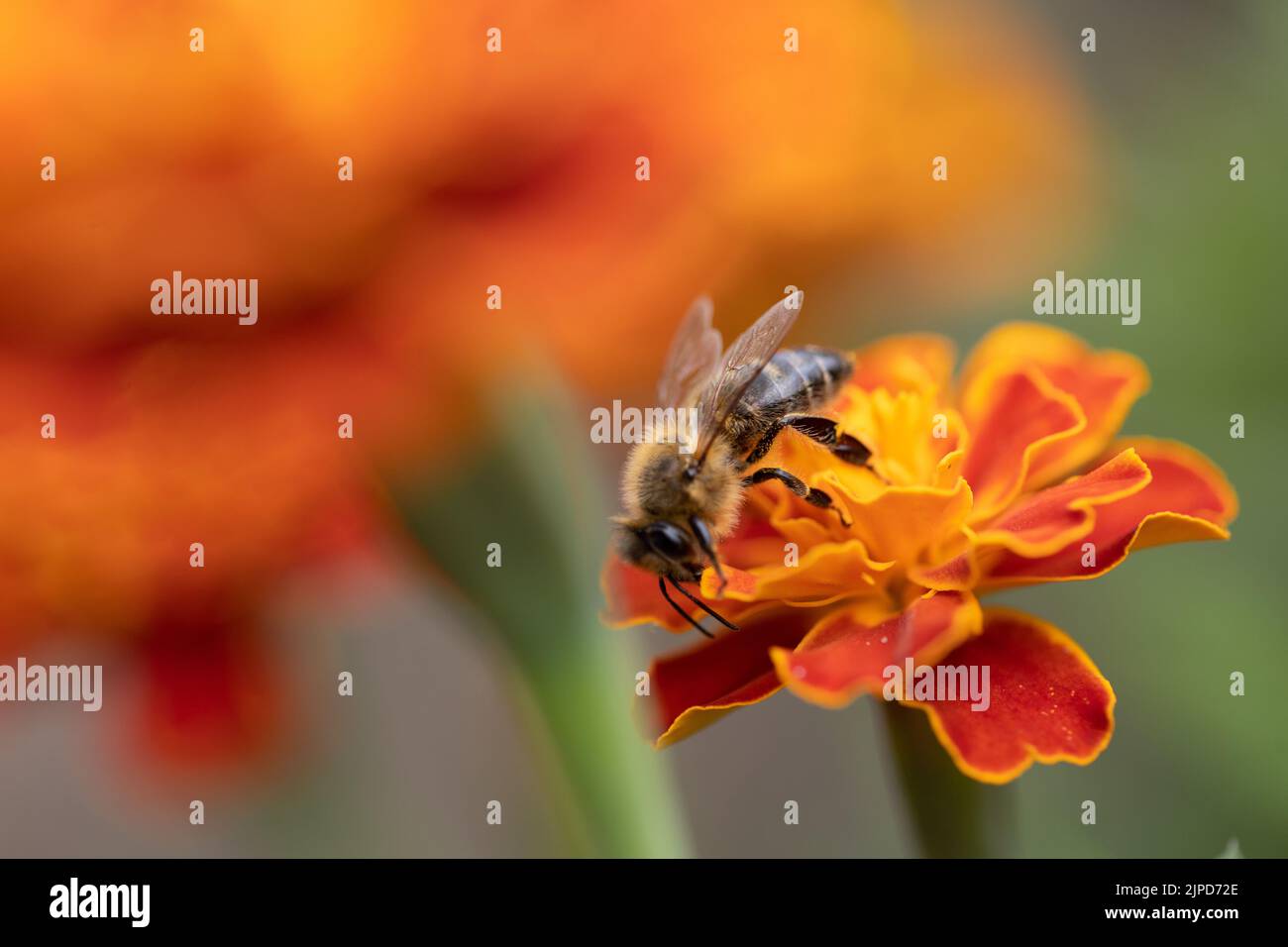 a bee collecting pollen from a flower. Marigold flower (Tagetes patula L.) close up, macro photo Stock Photo