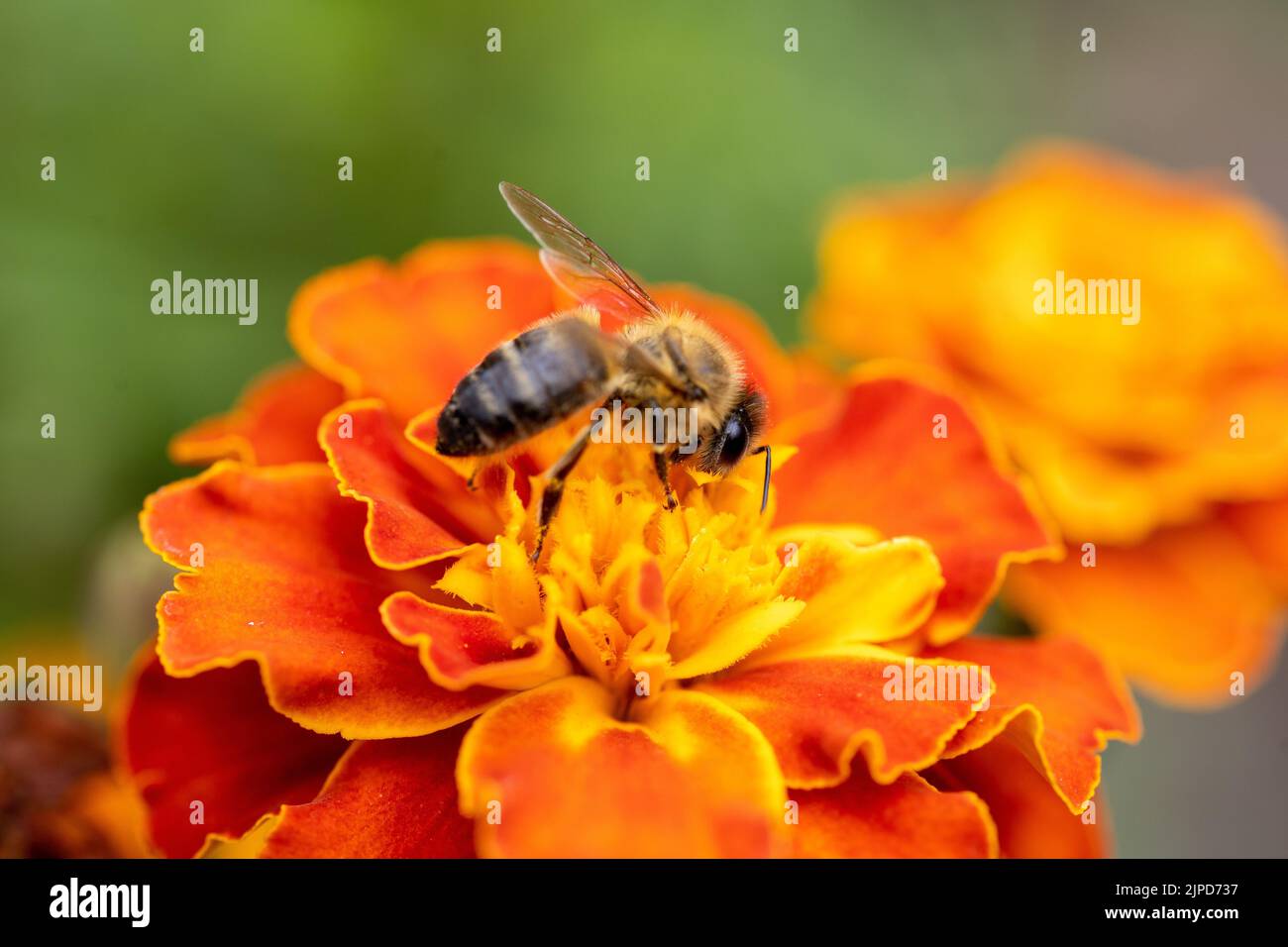 a bee collecting pollen from a flower. Marigold flower (Tagetes patula L.) close up, macro photo Stock Photo